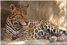 image of jaguar_car