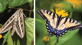 image of animal