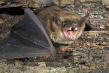 image of animal