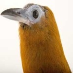 image of bird