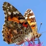 image of painted_butterfly #103