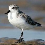 image of bird