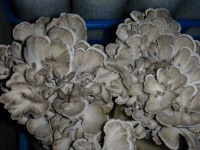 image of hen_of_the_woods