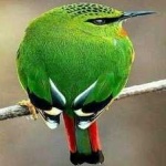 image of bird