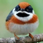 image of bird