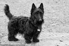 image of animal