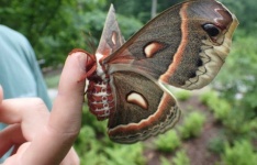 image of moth #16
