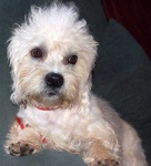 image of dandie_dinmont