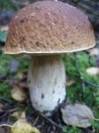 image of bolete