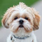 image of animal