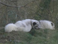 image of arctic_fox