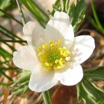 image of flower