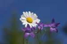 image of daisy