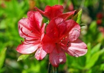 image of azalea #28