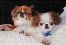 image of japanese_spaniel
