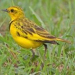 image of bird