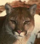 image of cougar_face
