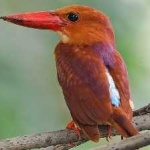 image of rudy_kingfisher