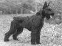 image of giant_schnauzer #2