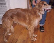 image of borzoi