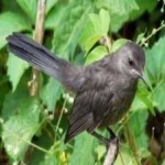 image of bird