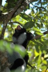image of indri
