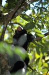 image of indri #26