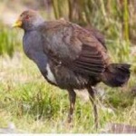 image of bird