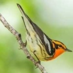 image of bird
