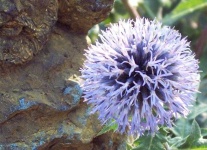 image of flower