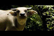 image of water_buffalo