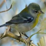 image of bird