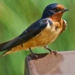 image of bird