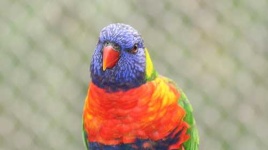 image of lorikeet