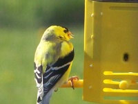 image of goldfinch