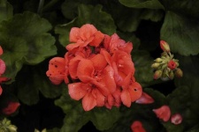 image of geranium #22