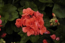image of flower