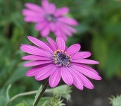 image of flower