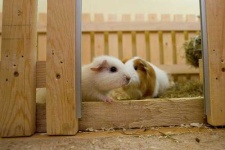 image of guinea_pig
