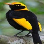 image of regent_bowerbird #6