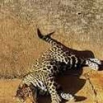 image of jaguar_car
