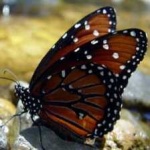 image of animal