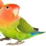 image of bird