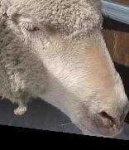 image of animal