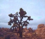 image of joshua_tree