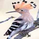 image of bird