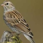 image of bird