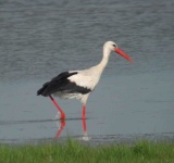 image of white_stork