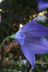 image of balloon_flower #2