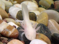 image of axolotl
